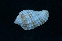 藏品(稜結螺)的圖片